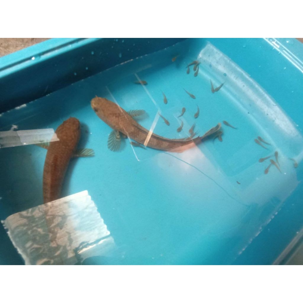 Pair Channa Limbata WC Proven Gendong Anak Rim Tebal