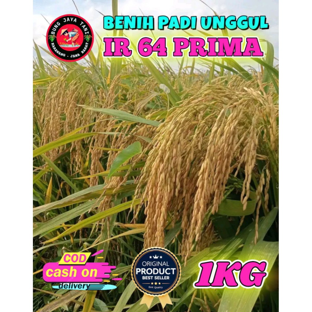 BENIH PADI UNGGUL BERKUALITAS IR 64 PRIMA KEMASAN 1KG