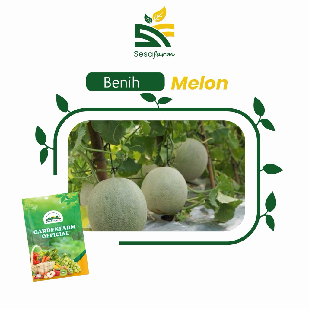 GARDENFARM - [SALE] BENIH MELON PREMIUM SUPER ORIGINAL 100% ±100 BIJI - BIBIT BUAH UNGGUL - BUAH SAY
