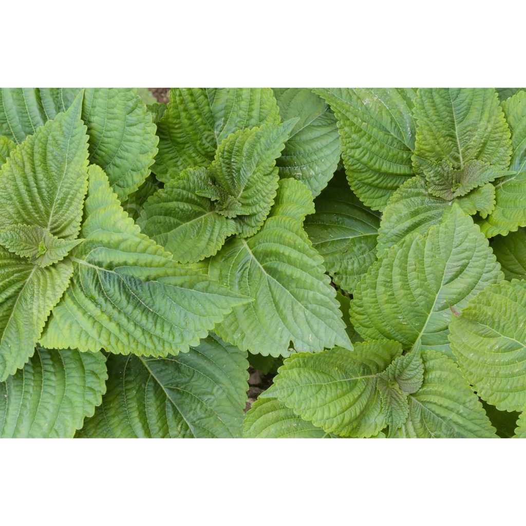 2 Biji Bibit Perilla