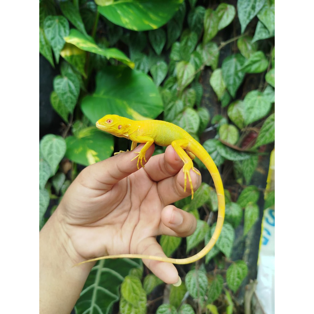 Mainan Baby Iguana Albino Lucu