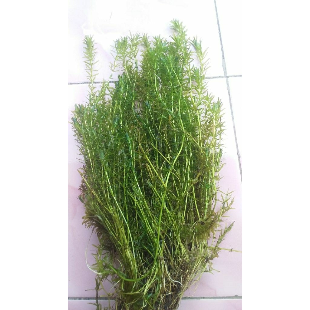 Hydrilla verticillata