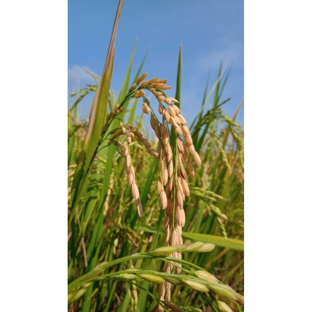 bibit padi unggul  thailand jumbo 1 kg