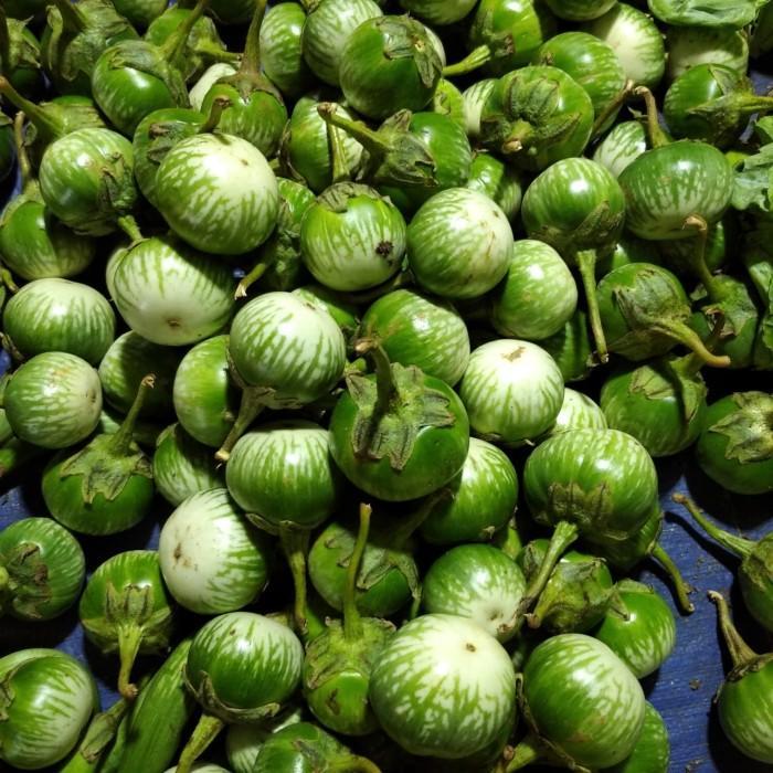 UNGGUL - Bibit Terong Hijau Bulat