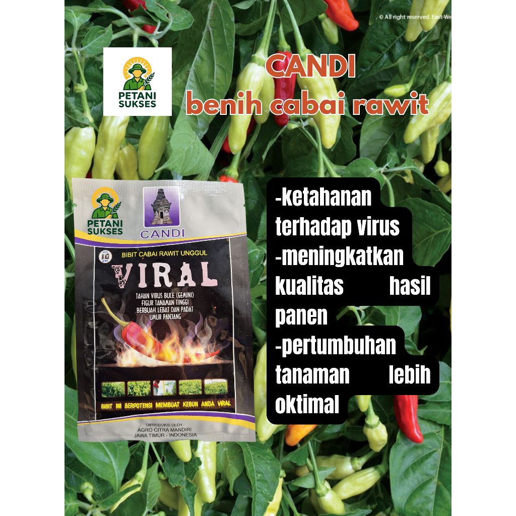 Candi benih cabai rawit unggul