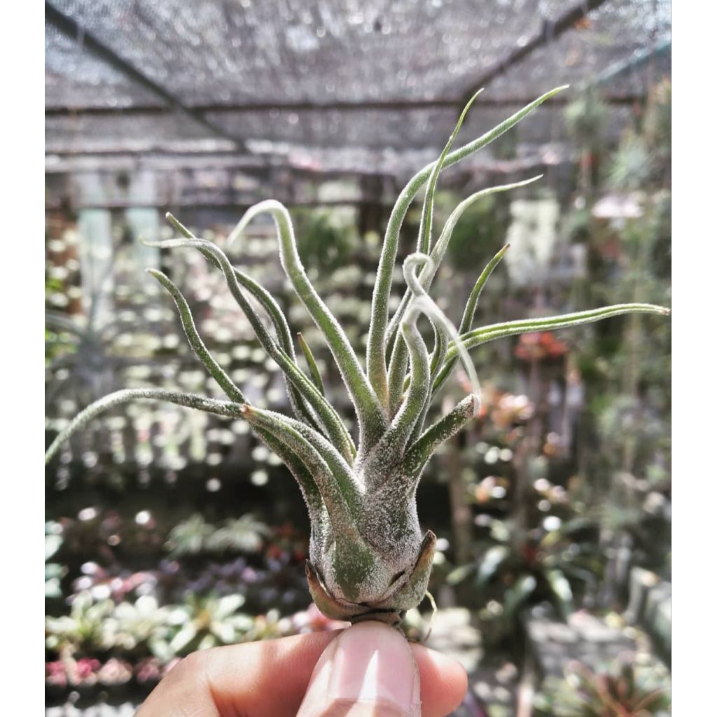 tillandsia pruinosa tanaman udara atau airplant