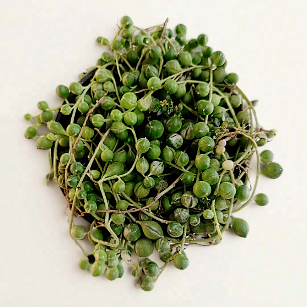 Tanaman String of Pearls Variegata - Senecio Rowleyanus - Kaktus Tasbih Sukulen Gantung