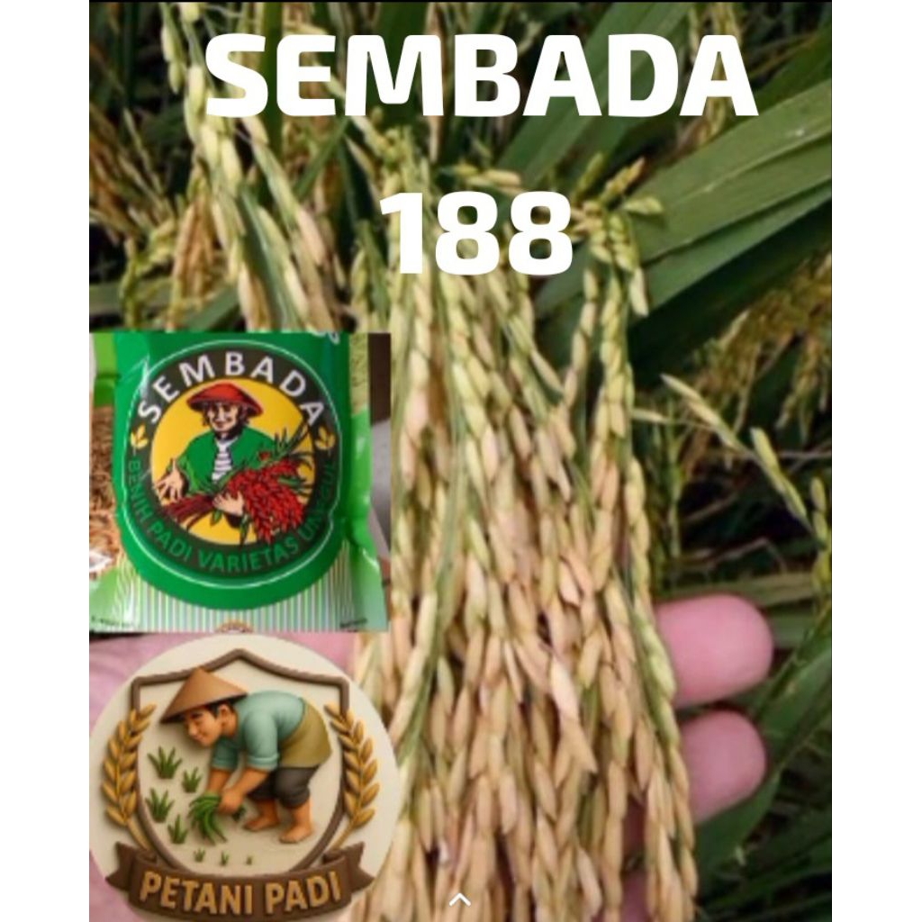BENIH PADI SEMBADA 188 KEMASAN 5KG
