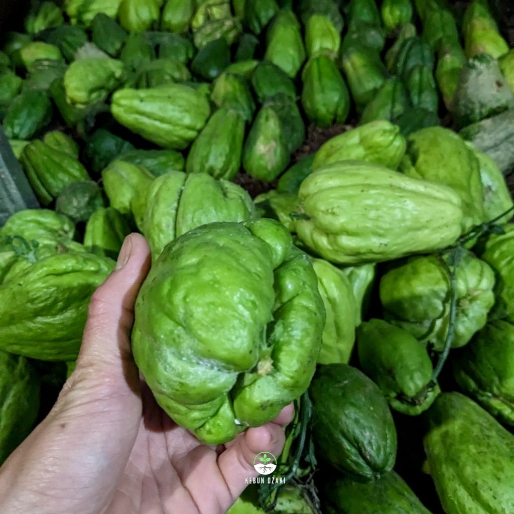 KEBUN DZAKI - Paket 10 Bibit Labu Siam Baby Unggulan Siap Tanam