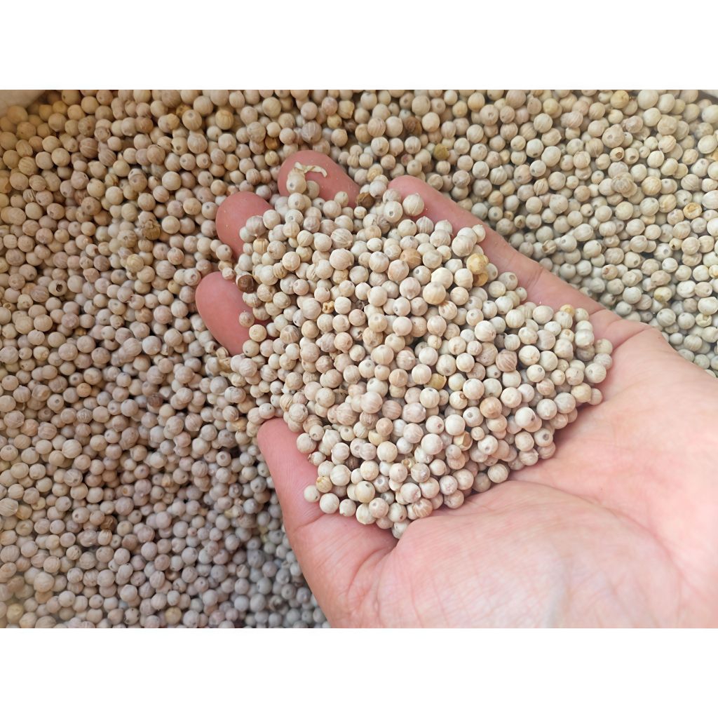 LADA BUTIR MURNI PREMIUM /MERICA BUTIR 1KG