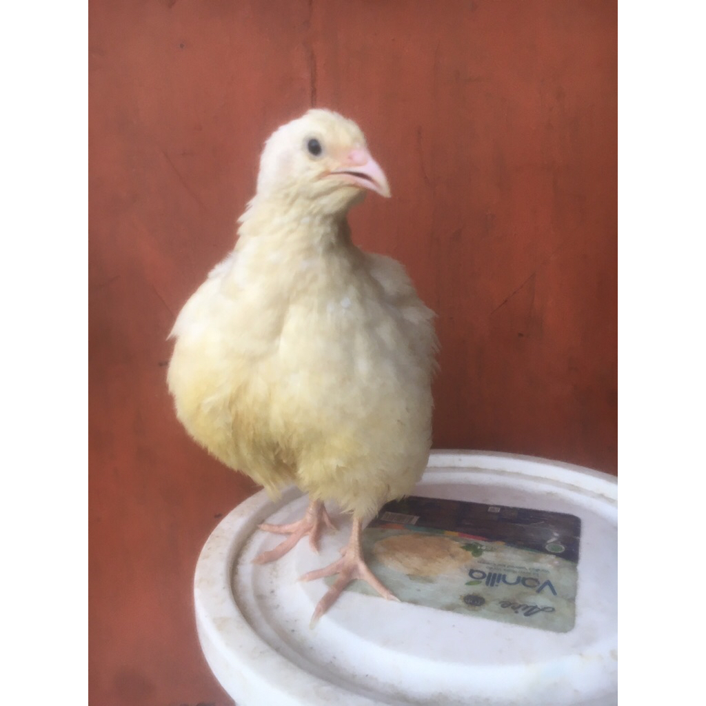 Telur Tetas Puyuh Texas