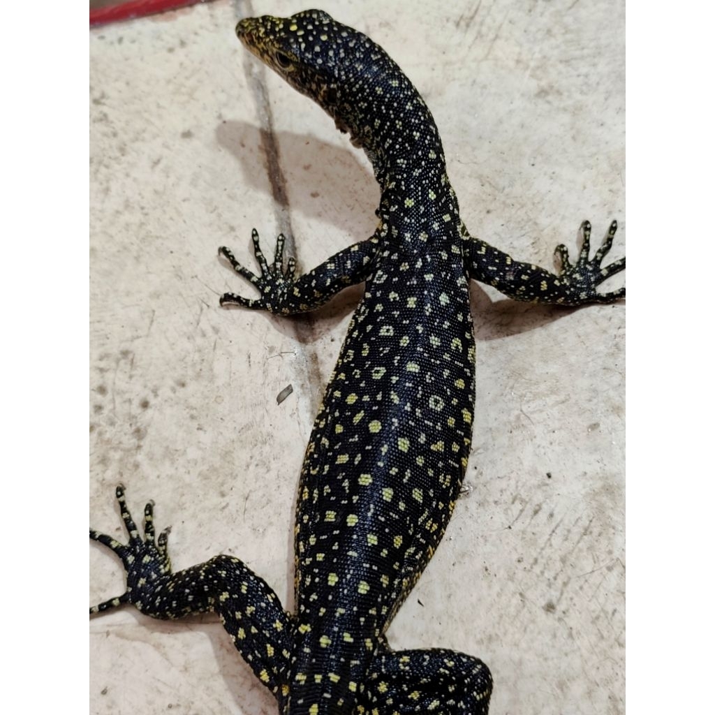 VARANUS COLEI JUVE AWAL BAHAN BLUSHING KONTES