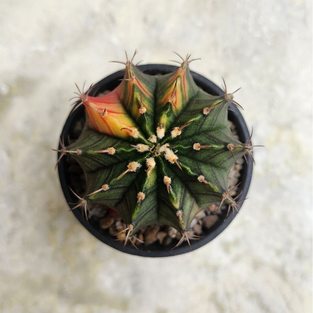 Kaktus LB Hybrid Variegata