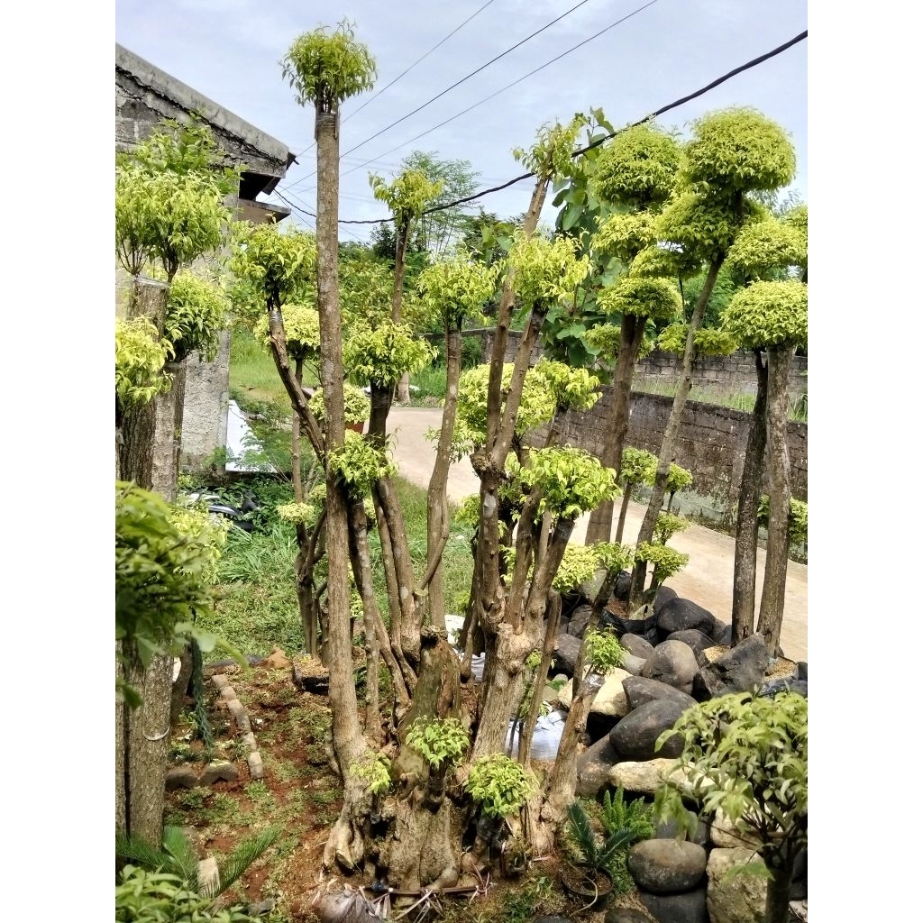 Bonsai anting Putri tinggi hampir 3 meter bonsai taman anting Putri