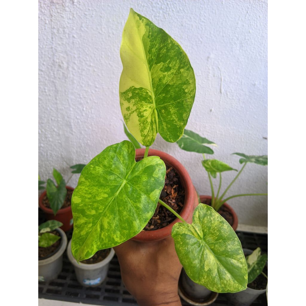 Alocasia Gageana Aurea