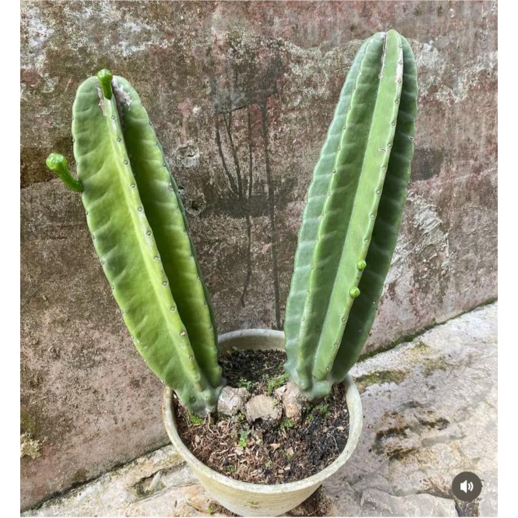 Kaktus Koboi Berbunga