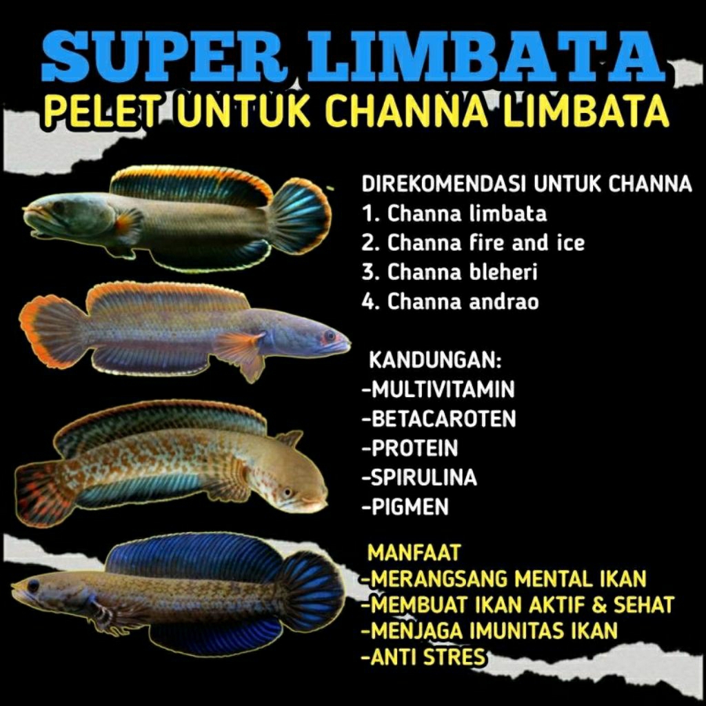 Pelet channa limbata 1mm pakan ikan channa limbata | channa gachua | channa bleheri | channa andrao