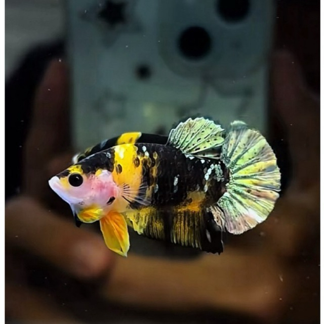 cupang bumblebee bagus