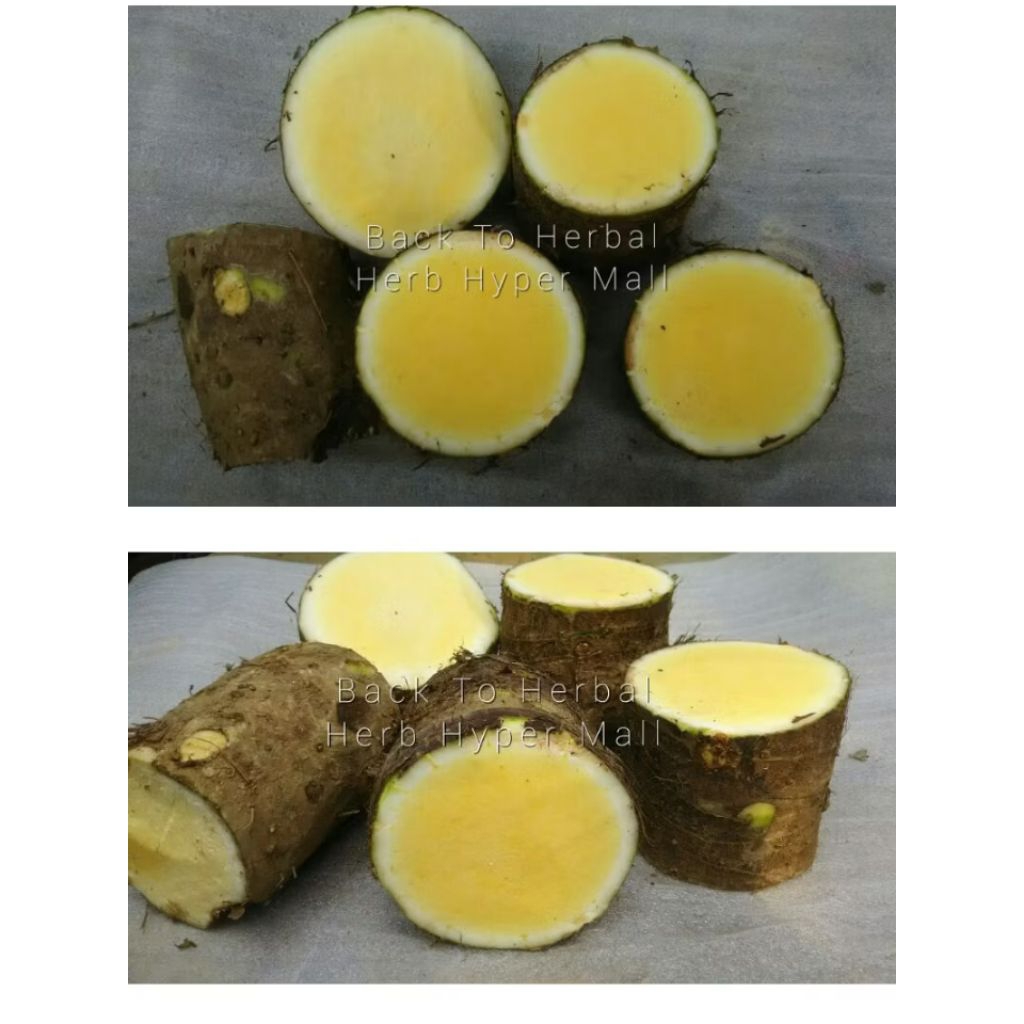 umbi talas beneng 500 gram