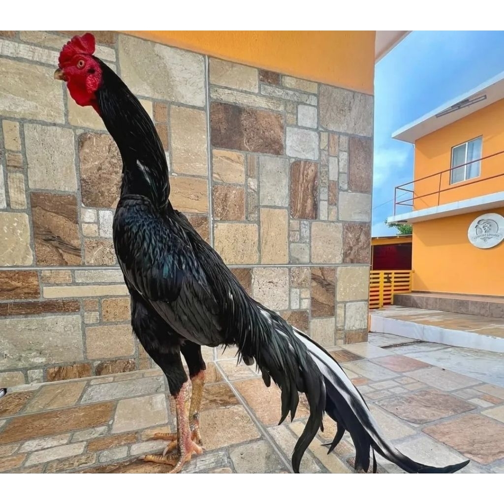 Telur ayam shamo fertil EROPA murah (Terlaris)