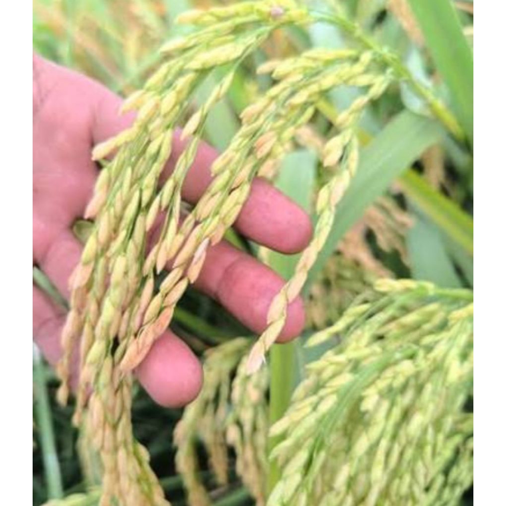 Benih padi bibit padi unggul IR64 premium kemasan 5 kg