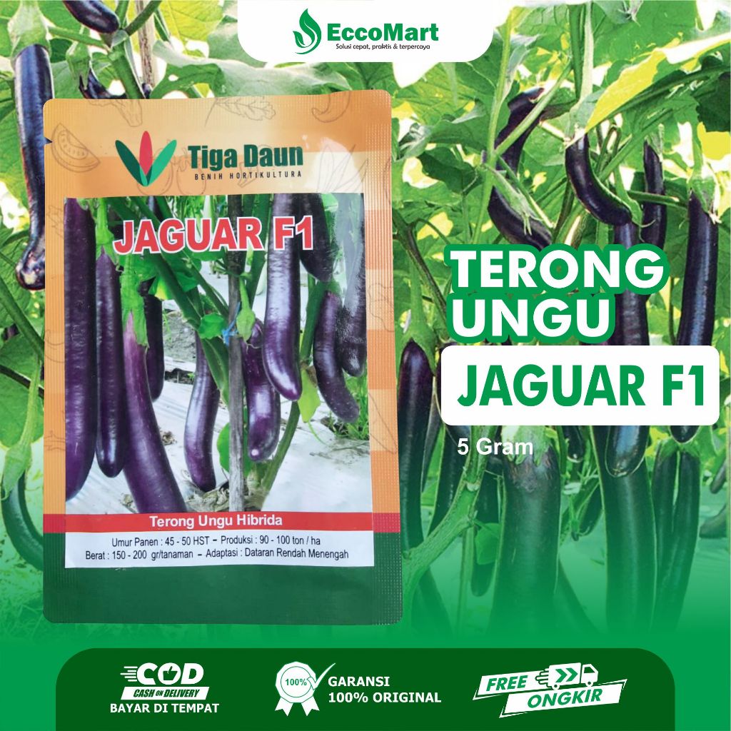 Benih Terong Ungu Hibrida Jaguar F1 Isi 5 Gram Biji Bibit Cap Tiga Daun