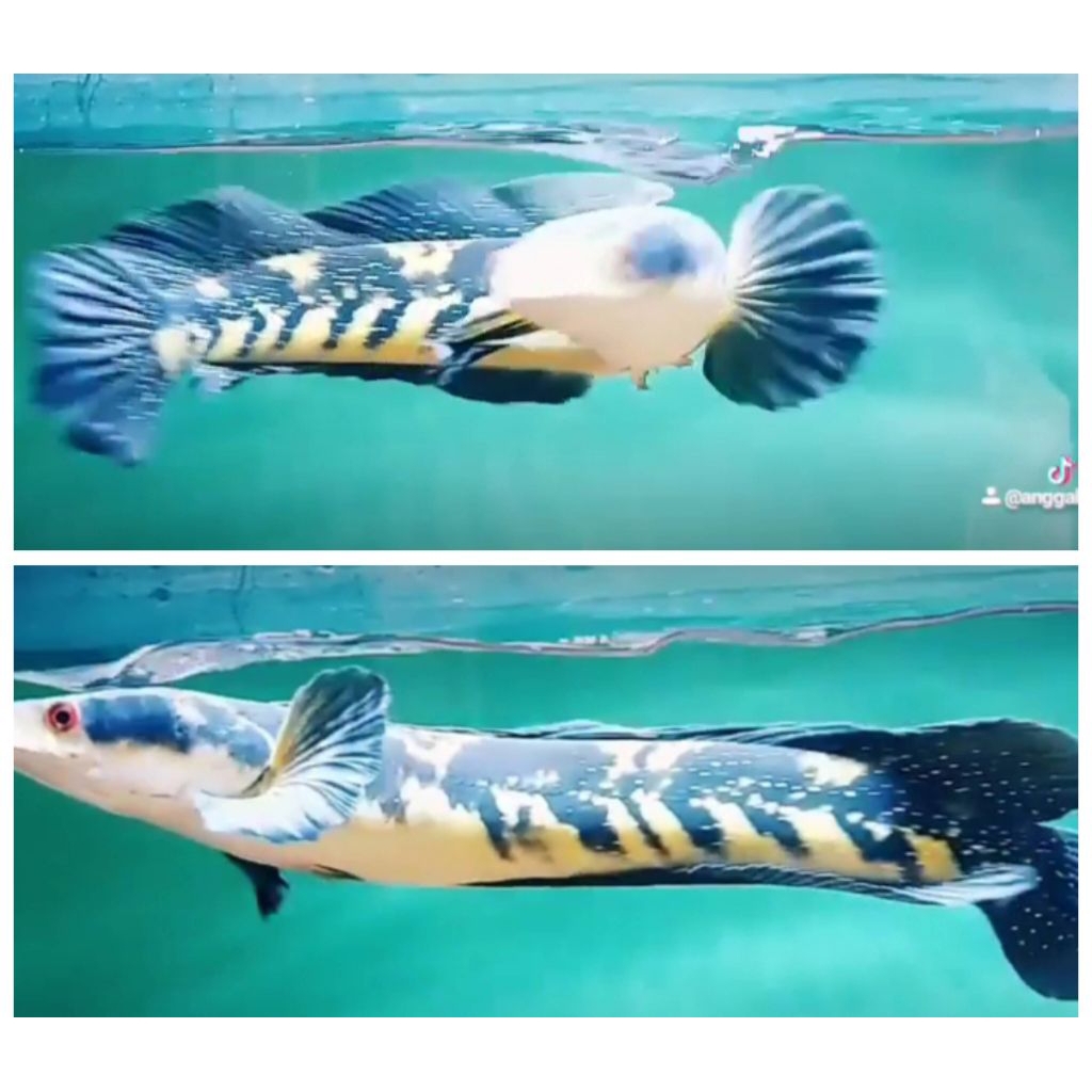 EXTRA VITAMIN GREEN  marulius 9-11cm