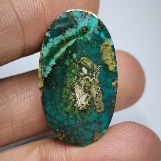 Pirus Persia Hijau Gradasi