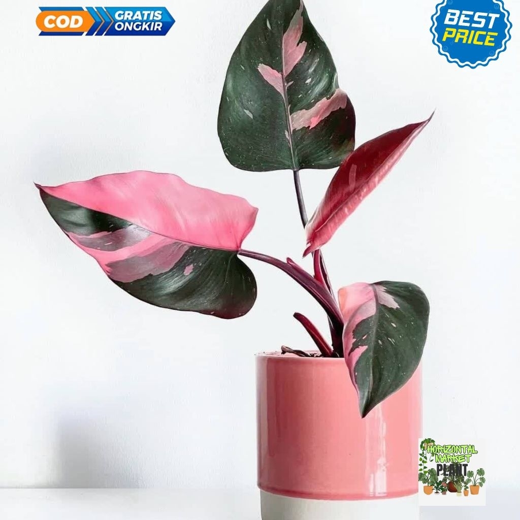 Philodendron pink princes - Philodendron varigata pink