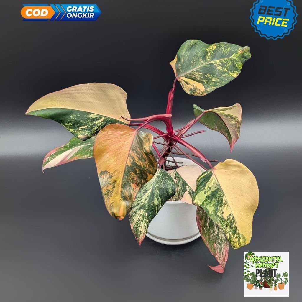 Philodendron strobery shark - Philodendron varigata