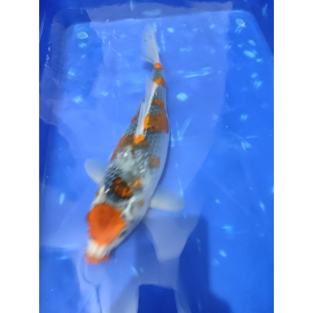 pakan ikan koi KUJAKU jumbo 32cm