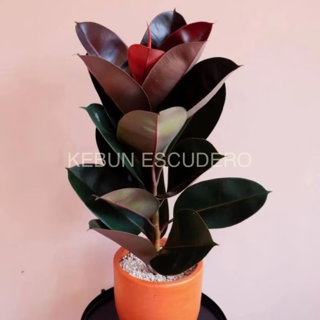 Karet Kebo Merah - Tanaman Hias Karet Kebo Merah - Tanaman Hias Ficus Elastica Merah - Tanaman Hias 