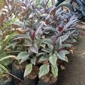 Termurah Tanaman Hias Melati Jepang Merah - Tanaman Hias Melati Jepang Daun Merah