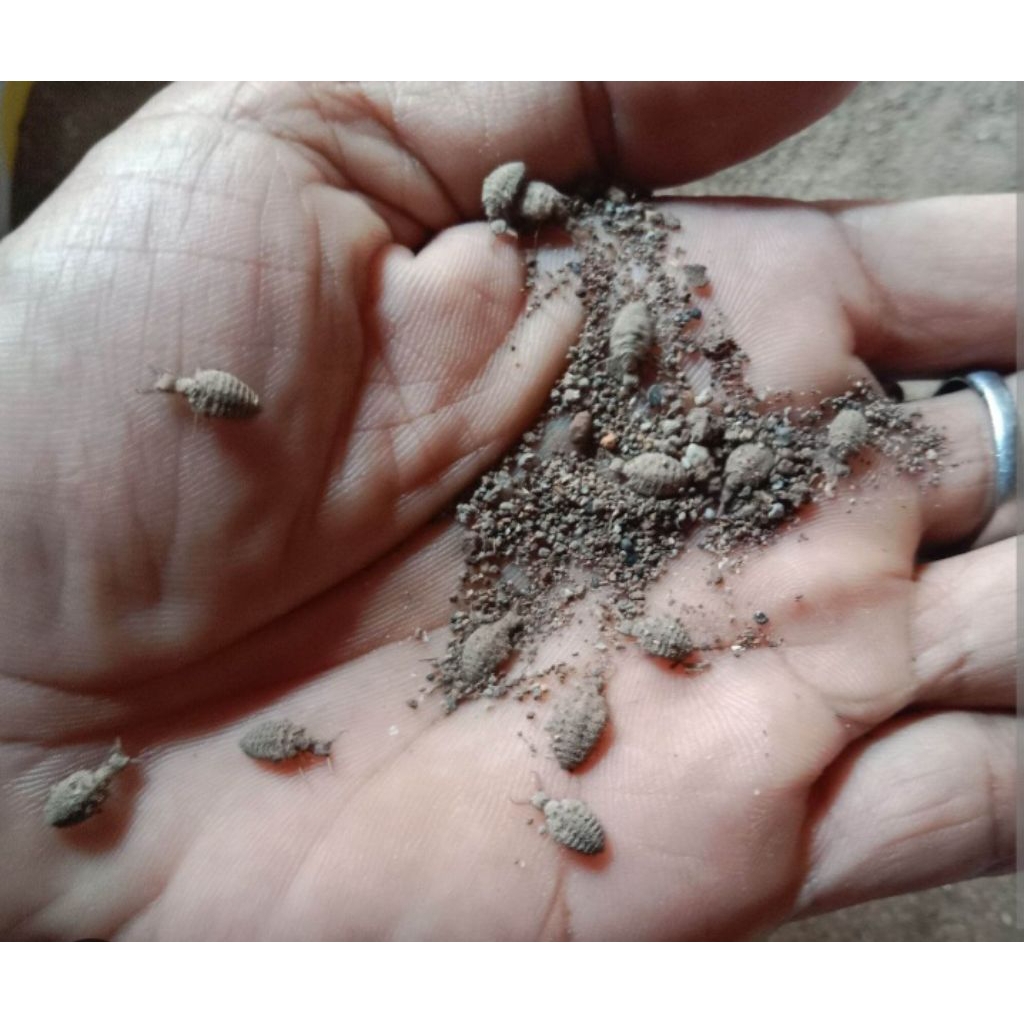 HEWAN UNDUR UNDUR HIDUP