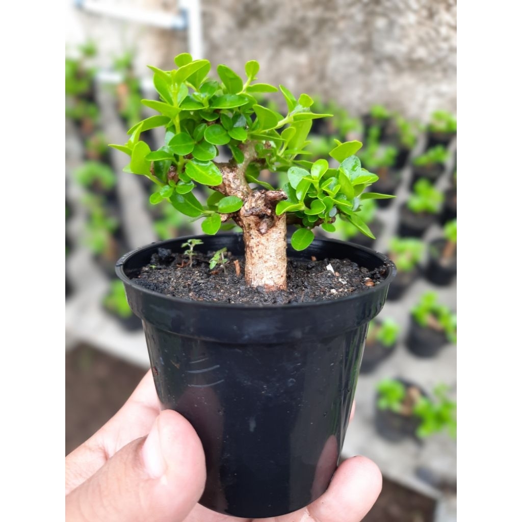 Bonsai Sancang Mini 10cm Pot Plastik.