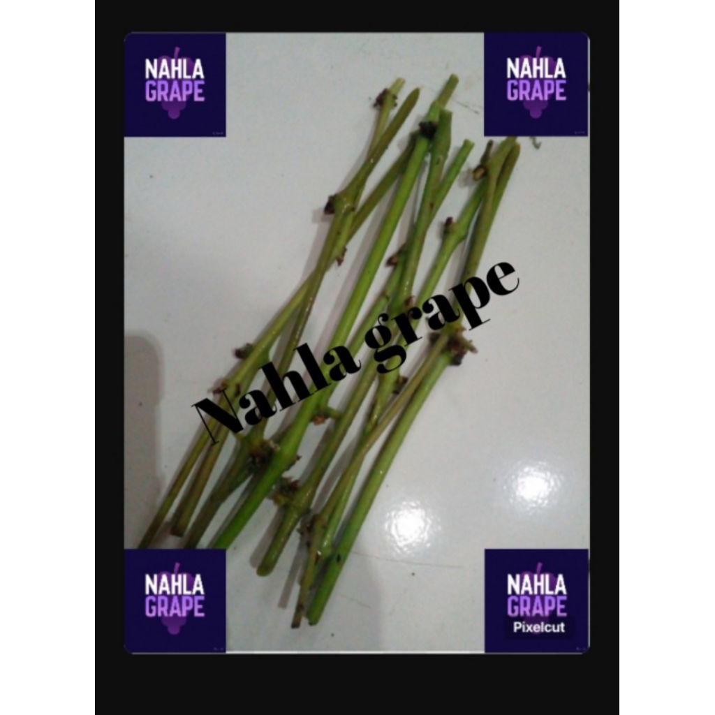 ENTRES ANGGUR IMPOR JAMIN VALID JENIS *JUPITER, DONESKY OGONYOK,ANUTA,VIKTOR,AKADEMIK,JULIAN,NINEL,L