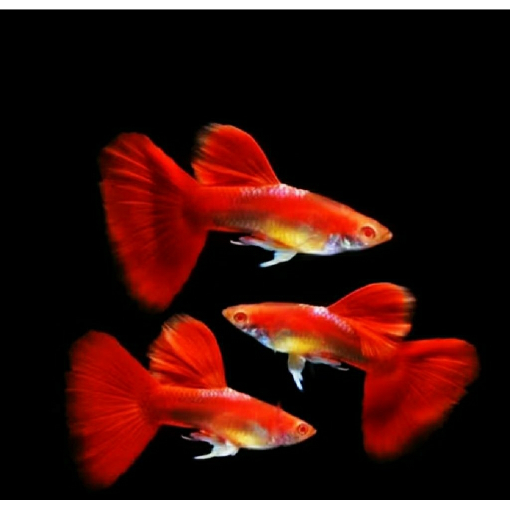 Hiasan Aquarium Guppy Albino Tuxedo Read aer Sepasang