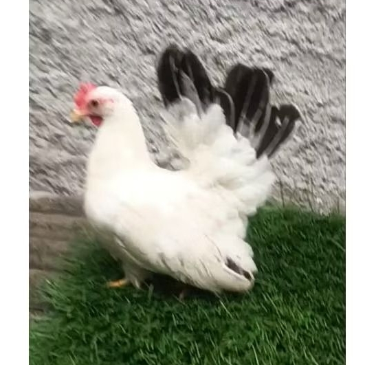 ayam kate chabo blacktail betina