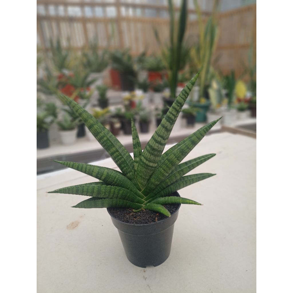 Sansevieria marsha anjani jumbo