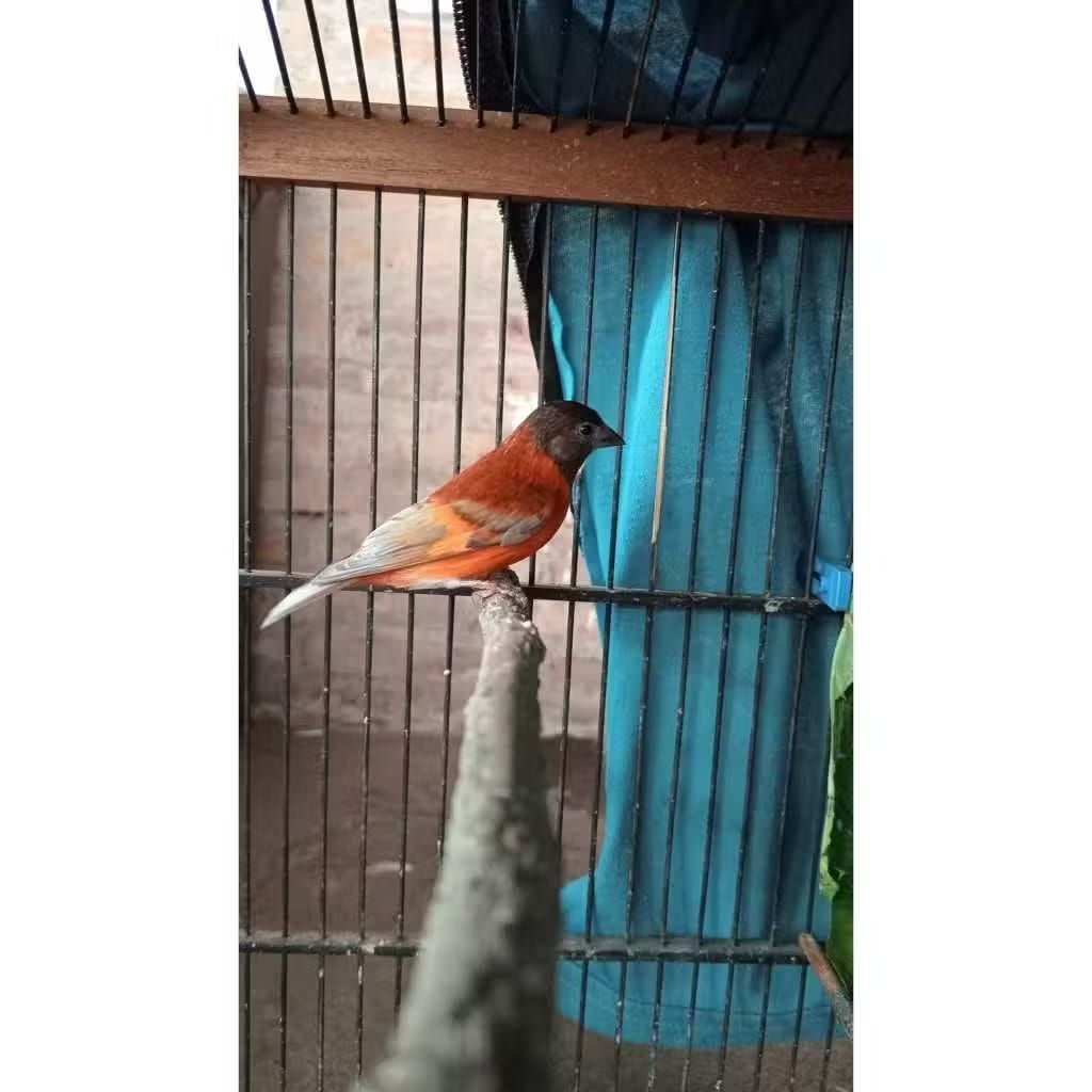 Burung Red Siskin Dilute Bahan Trotol  Jantan pilihan