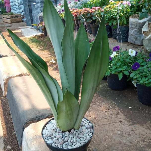 Tanaman Lidah Mertua / Sensivera Moons Whit +Pot Dan Batu