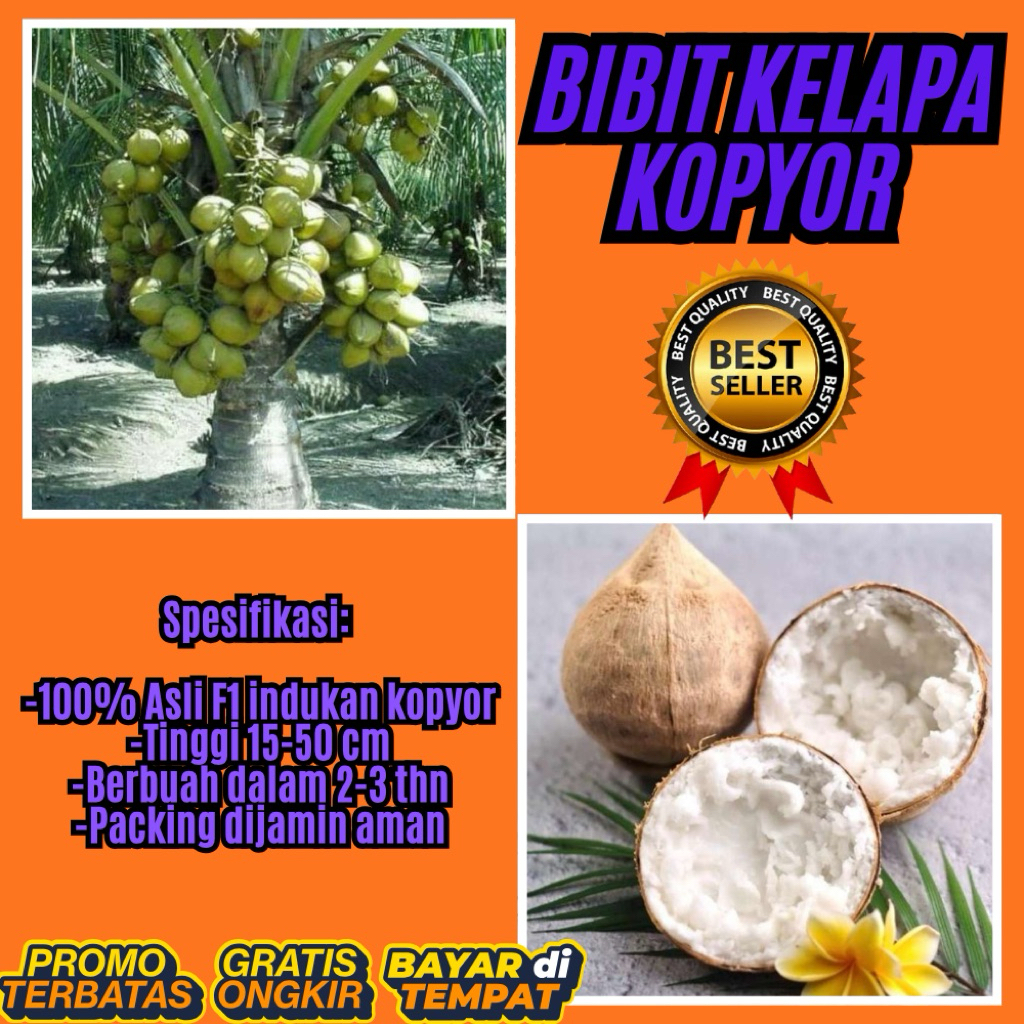 TERPERCAYA  Bibit Kelapa Kopyor Trubus