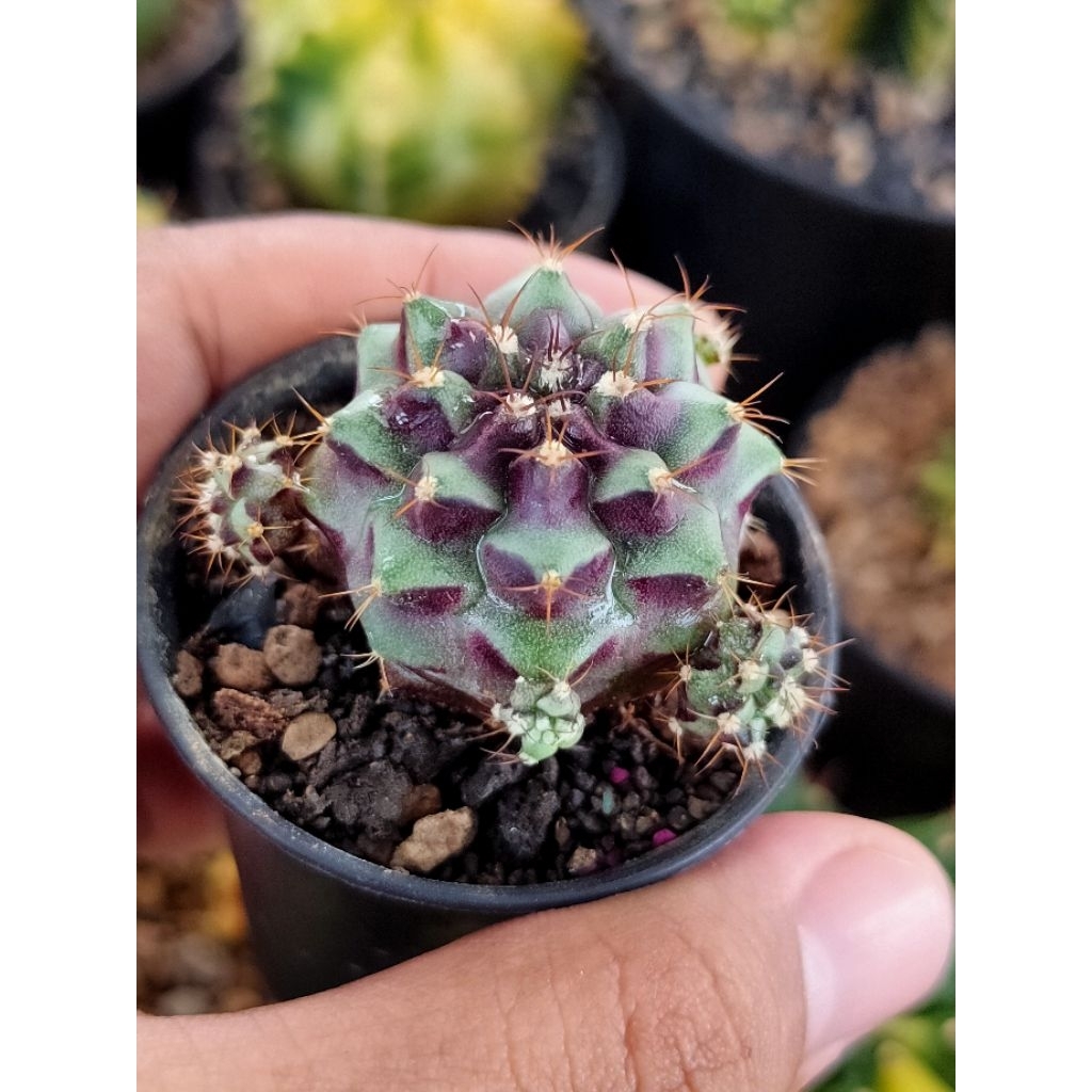 GYMNO HYBRID//MEDUSA HYBRID CLUSTER DI POT 5CM OWNROOT/KAKTUS//KAKTUS HIAS//MIHANOVICHI//GYMNOCALYCI