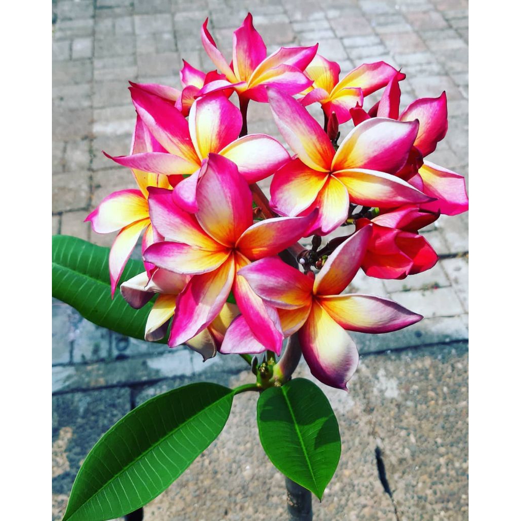 pohon kamboja bunga pink / stek pohon kamboja / tanaman hias kamboja