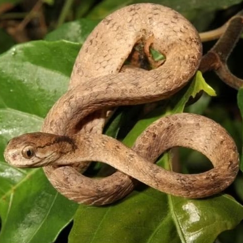 Mainan 3D Pareas Carinatus Ular Siput