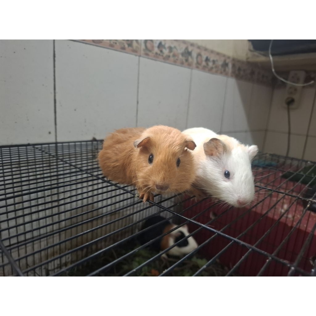 marmut  indukan sepasang california