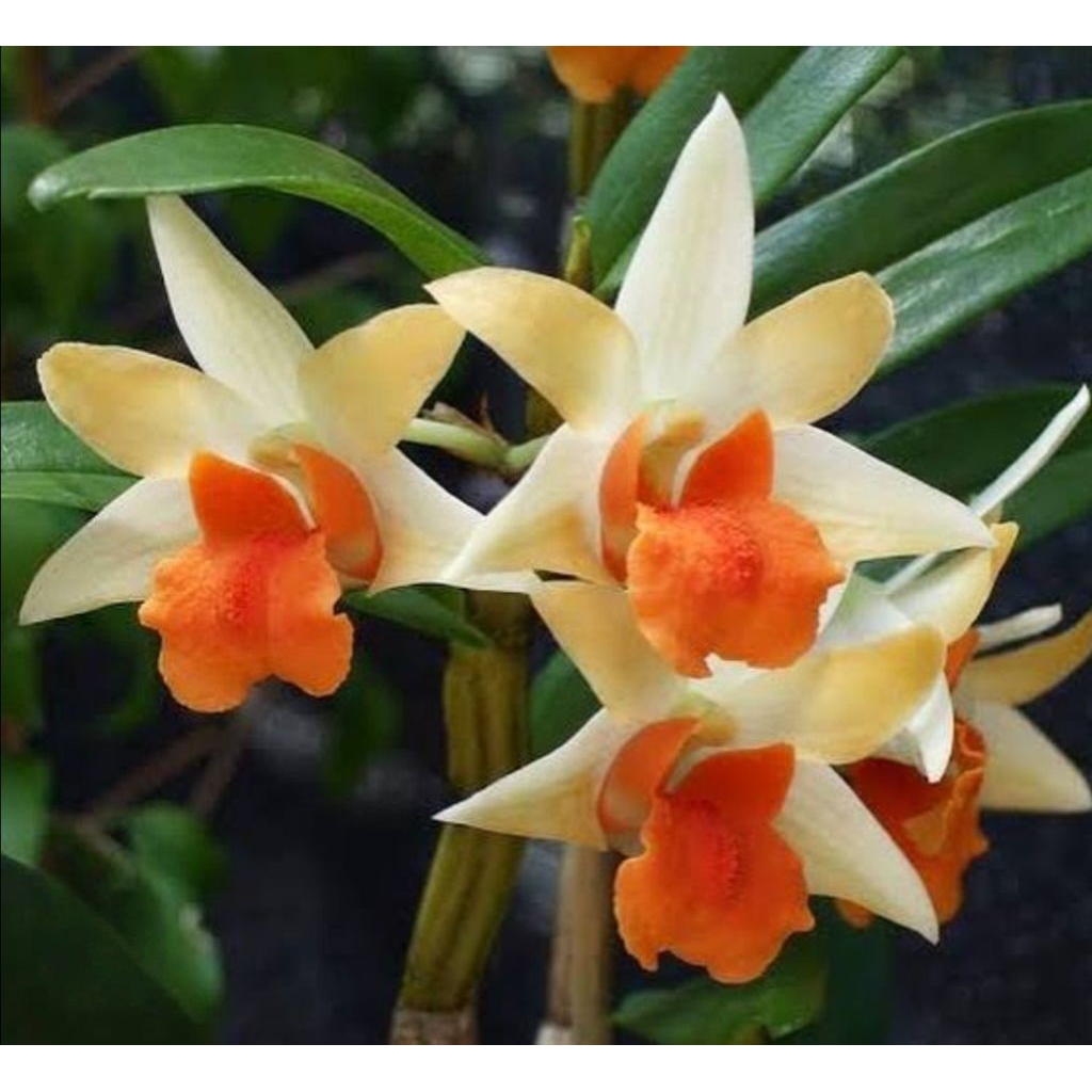 Dendrobium frosty Dawn Orange