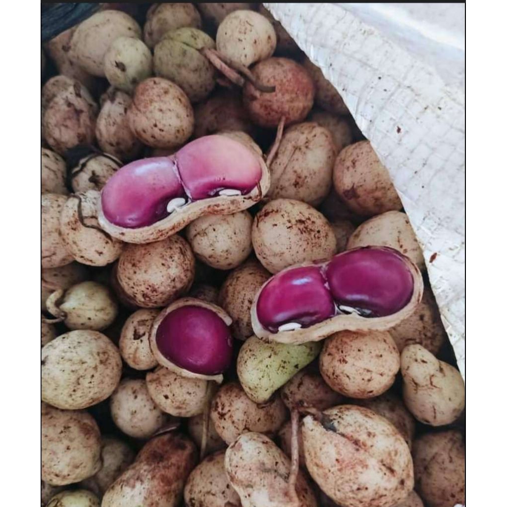 kacangBogor mentah 1 kg