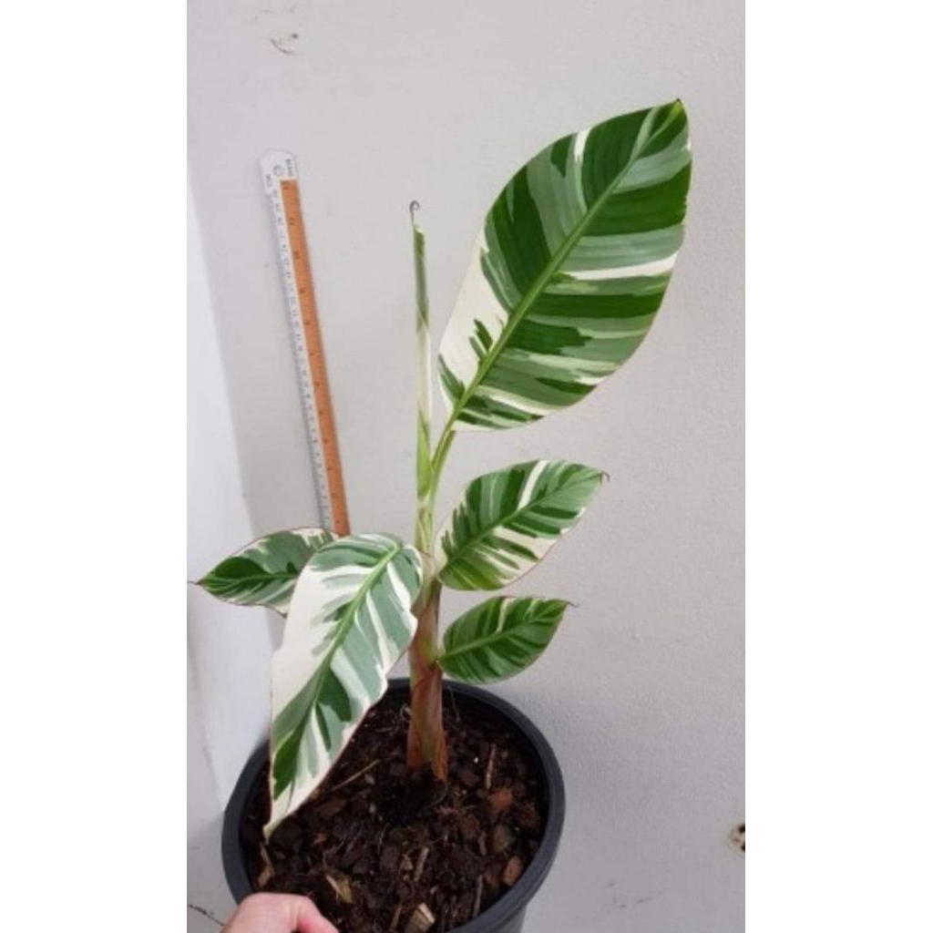 pisang varigata atau Musa variegata.