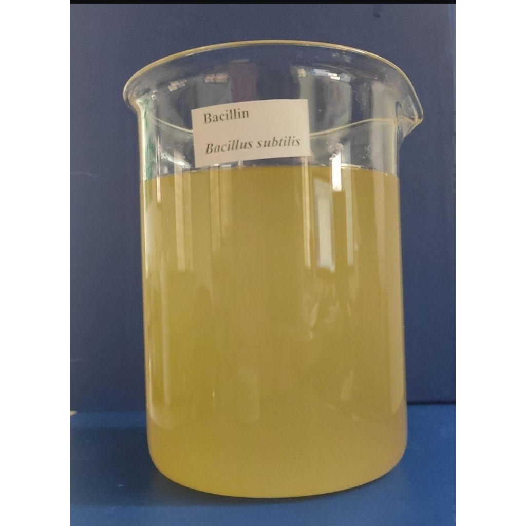 Bakteri Bacillus Subtilis || bakteri pertanian organik